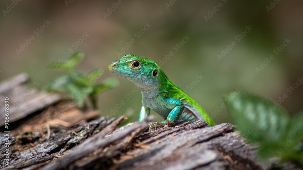 Lizards in their natural environment. Lizards in their natural environment.