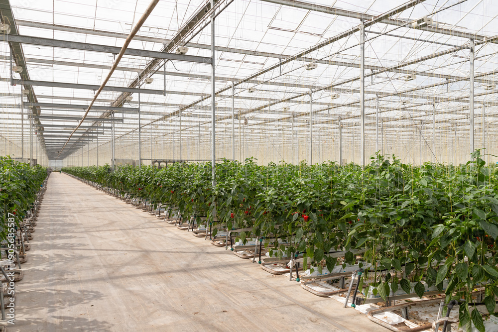 Dutch horticultural greenhouse with red bell peppers. Dutch horticultural greenhouse with red bell peppers.