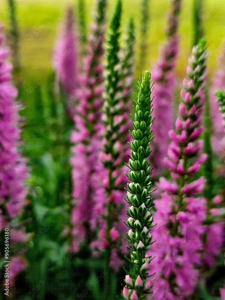 Obraz premium purple flowers in the garden