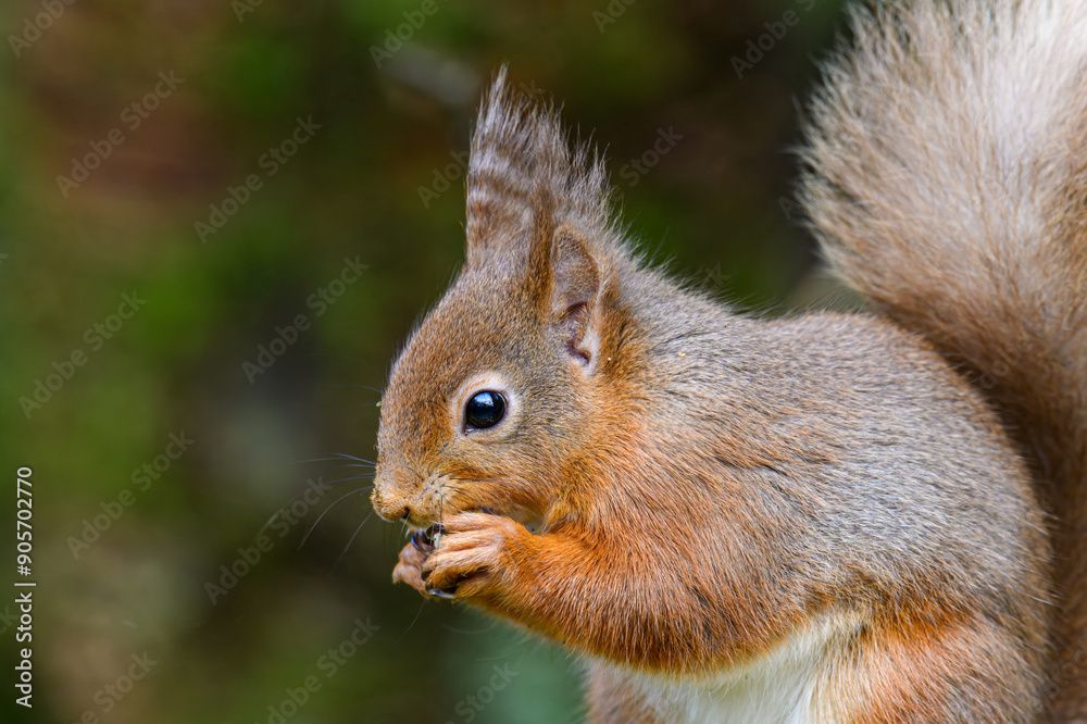 Red Squirrel eating a nut Red Squirrel eating a nut