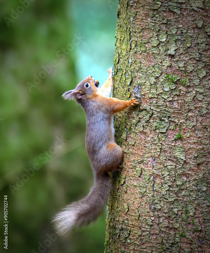 Fototapeta Naklejka Na Ścianę i Meble -  Red Squirrel running up a tree trunk