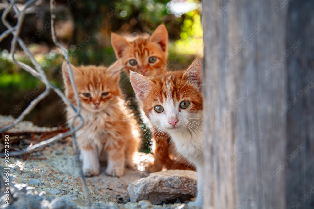 Three kittens over the garden wall. Three kittens over the garden wall.