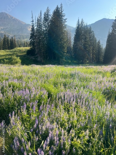 Summer flowers in the Utah mountains