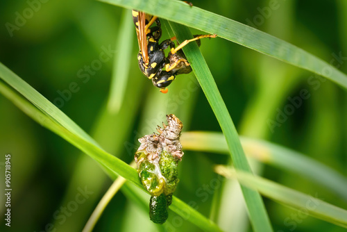 Haus-Feldwespe (Polistes dominula) greift hängende, sich gerade verpuppende Raupe an - Baden-Württemberg, Deutschland photo