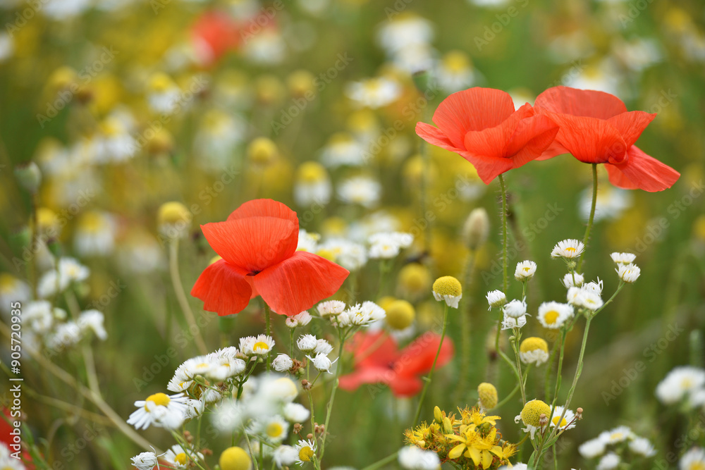 Naklejka premium poppies. delicate petals of red poppies. background with red poppy flowers. copy space. field chamomile flowers. Beautiful red poppy flower. wild flower, beauty in nature. close-up