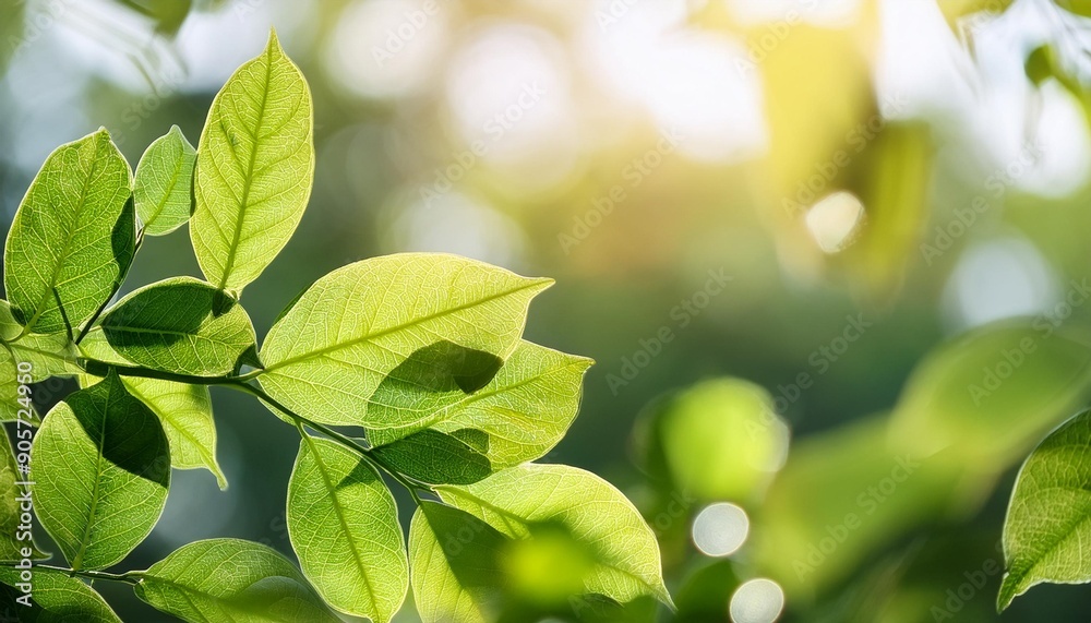scenic nature view with leaves in the background scenic nature view with leaves in the background