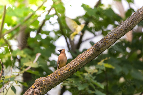 Bird in a tree