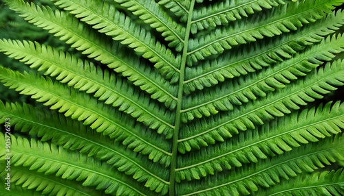 green fern leaf texture nature background tropical leaf