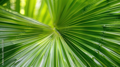 Close-up of Palm Leaf Texture