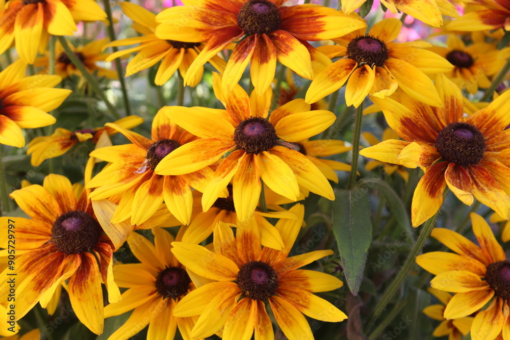 Fototapeta premium flores