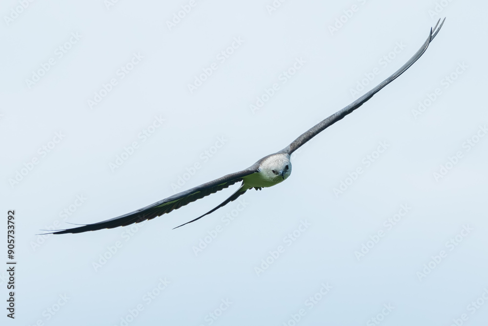 Swallow-tailed Kite flying over a field Swallow-tailed Kite flying over a field