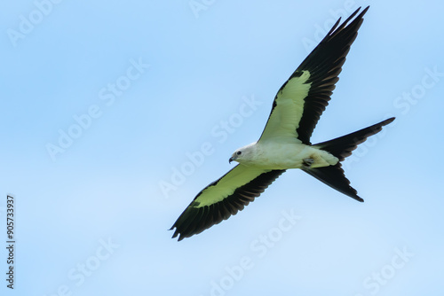 Swallow-tailed Kite flying over a field