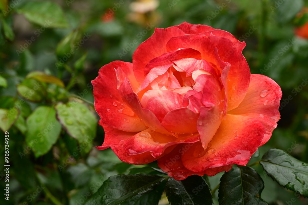 Obraz premium Gorgeous roses in the garden. Victoria, BC, Canada
