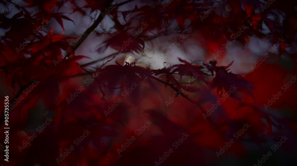 Moody Red Foliage Creating a Stunning Contrast with the Colors of the Setting Sun in the Background Moody Red Foliage Creating a Stunning Contrast with the Colors of the Setting Sun in the Background