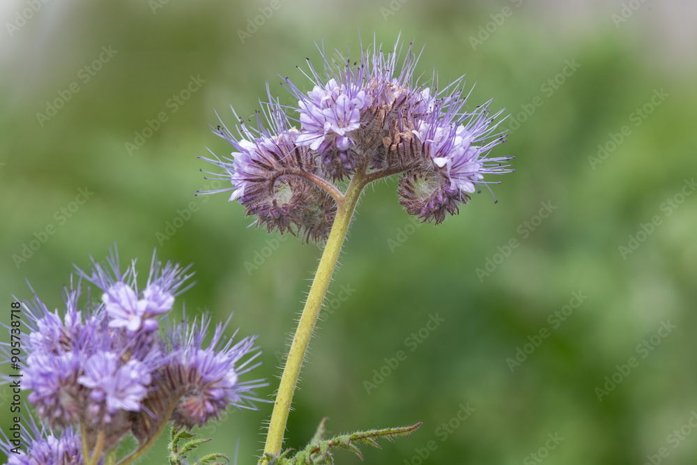 Lacy phacelia (phacelia tanacetifolia) flowers in bloom Lacy phacelia (phacelia tanacetifolia) flowers in bloom