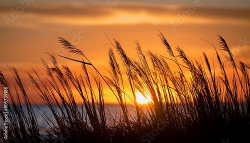 seagrass silhouette at sunrise chesapeake bay calvert county southern maryland usa photo