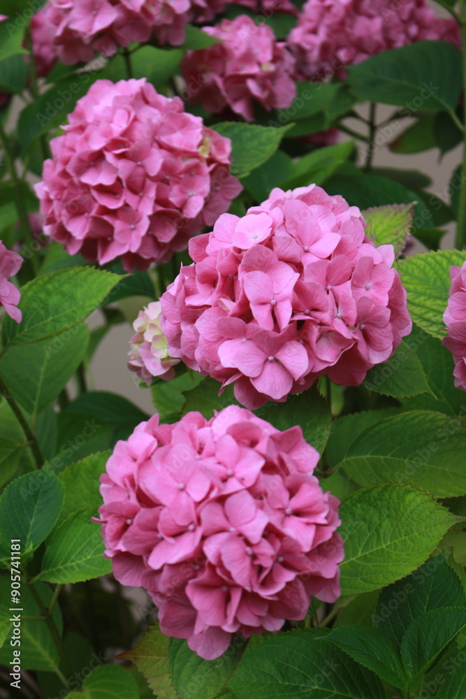 flores flores