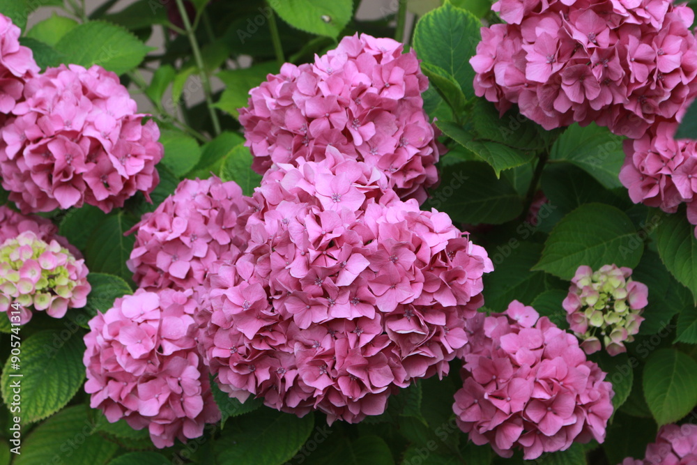 flores flores