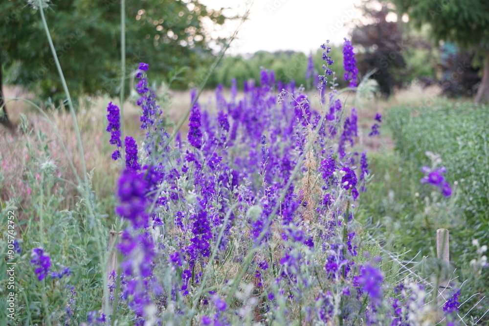 Naklejka premium Purple Flower Meadow 