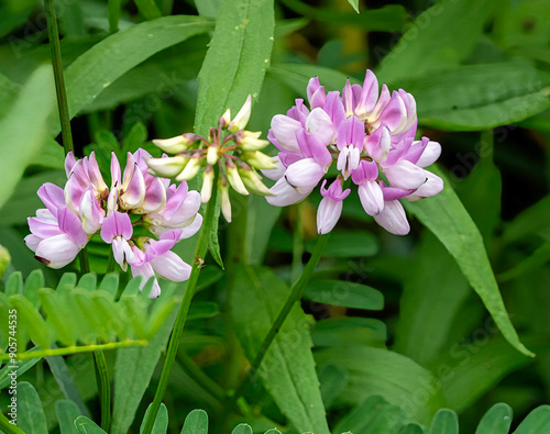 This is a close-up of the flowers of crown vetch, Securigera varia, a pink and white invasive groundcover introduced from Europe and Asia as a cover crop and soil stabilizer. photo