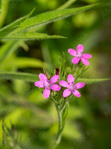 A close-up of the flowers of Deptford Pinks, Dianthus armeria, a non-native plant introduced from Europe, Asia, and Africa for gardens. Flowers in the dianthus family have been cultivated worldwide. photo