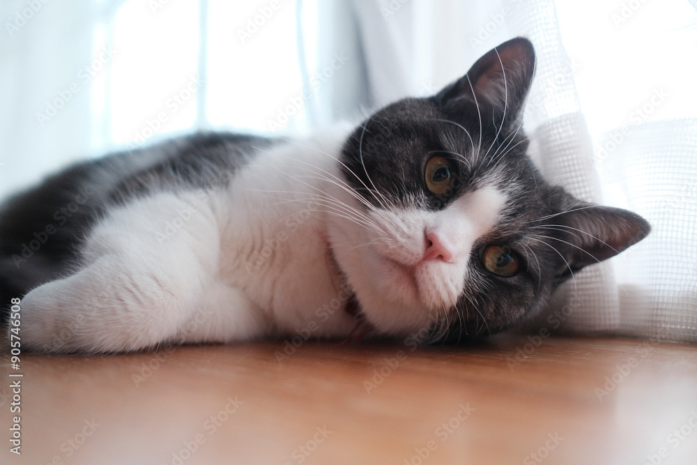 Naklejka premium 横になる猫