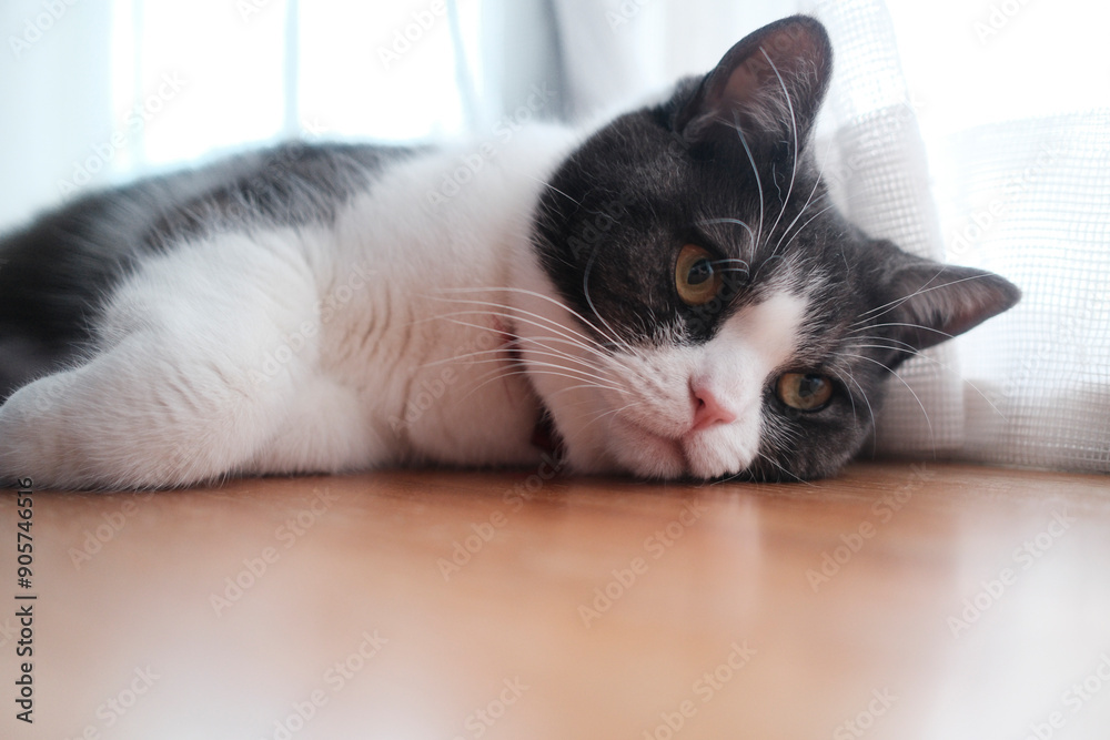 Naklejka premium 横になる猫