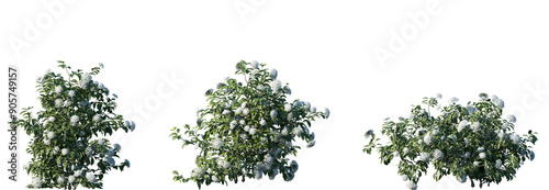 Set of 3 Viburnum tinus (the laurustinus, laurustine or laurestine) frontal flowering bush shrub isolated png on a transparent background perfectly cutout photo