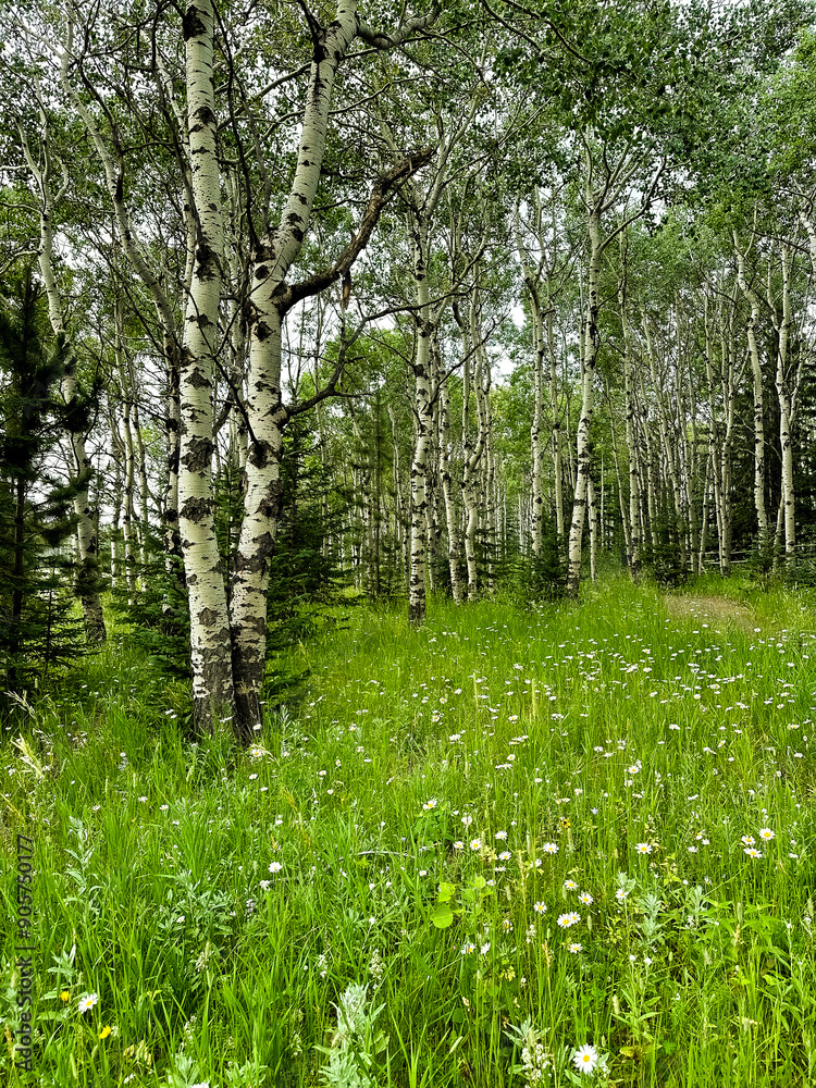 Obraz premium birch trees with clearing