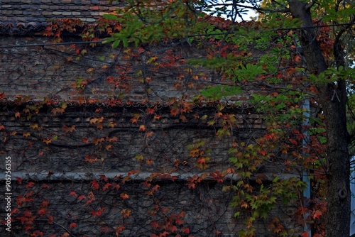 The wall of the building is decorated with red ivy