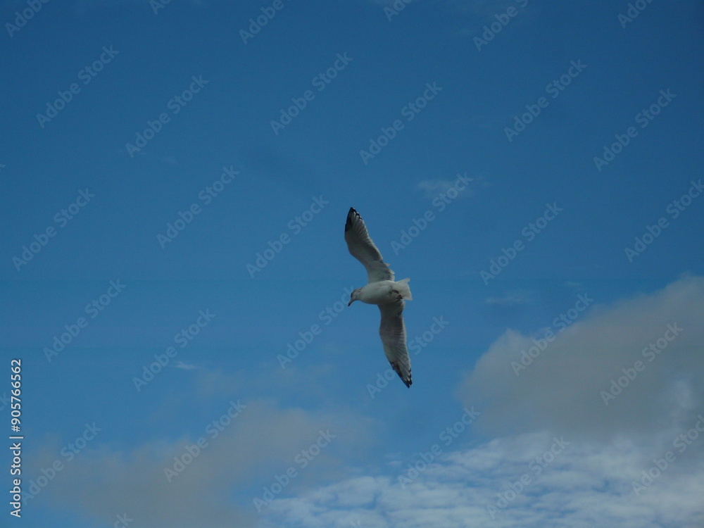 Obraz premium Seagull flying