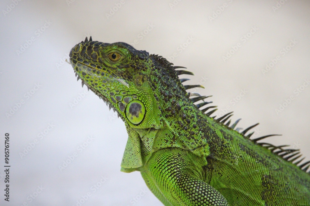 Fototapeta premium iguana on a branch