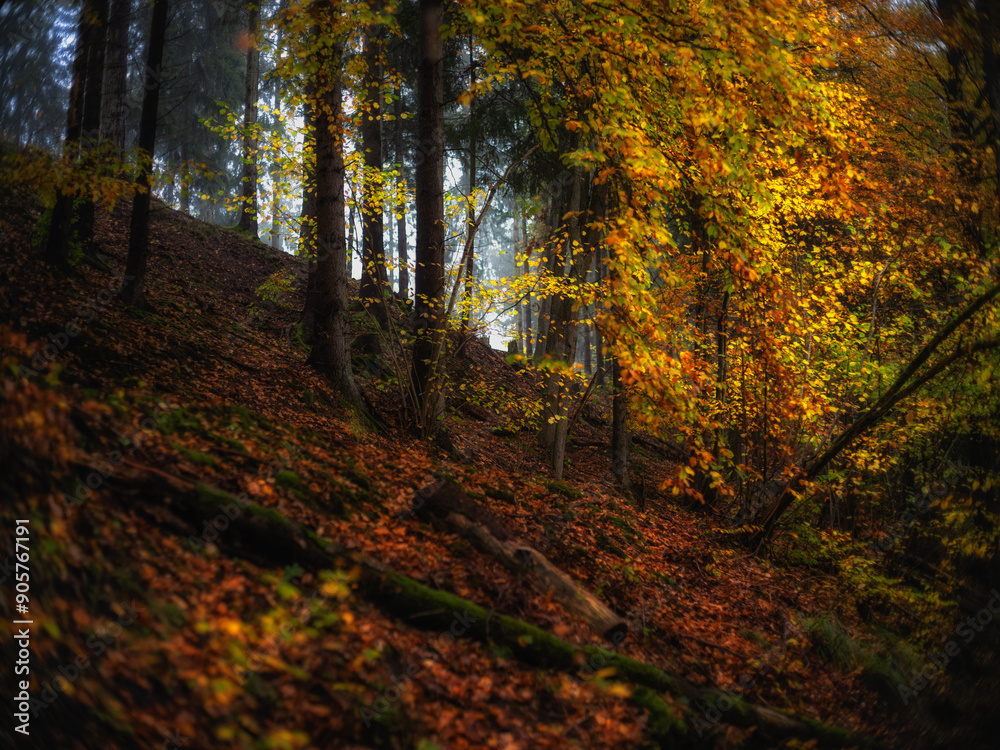 Fototapeta premium Jesień na pomorzu