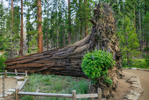 Sequoia Fallen Monarch in the Mariposa Grove, Yosemite National Park photo