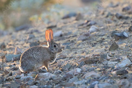 A desert cottontail in evening light on the desert floor photo