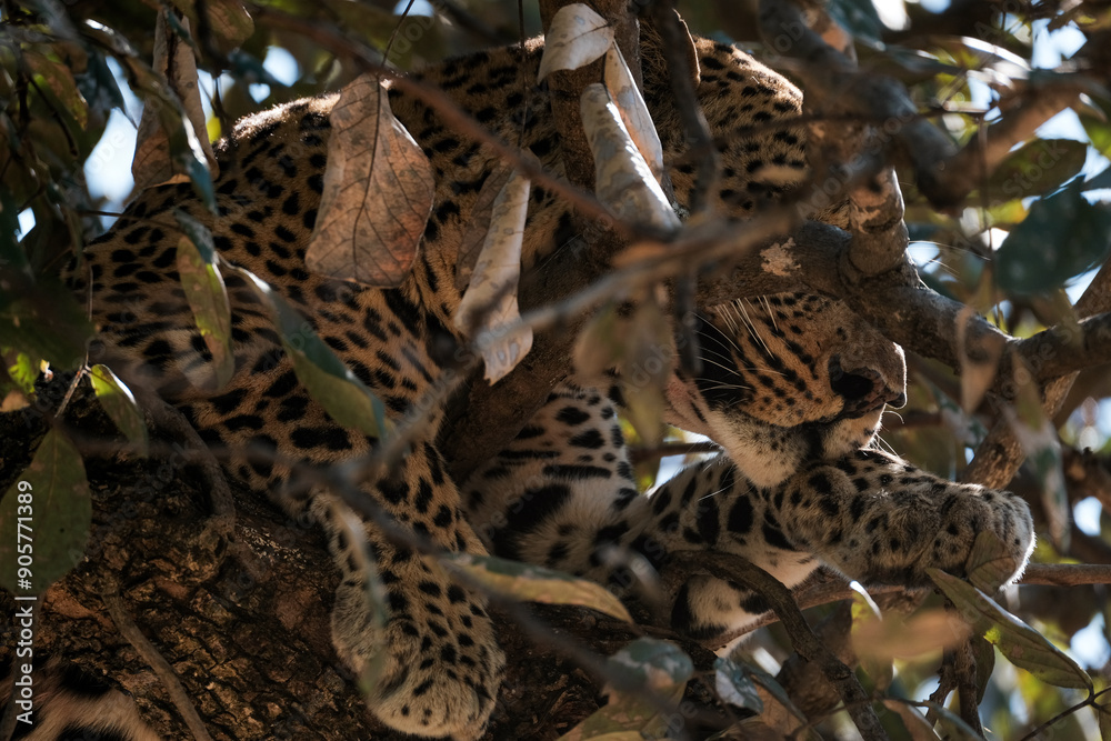 Leopard in a tree in the Zambian bush Leopard in a tree in the Zambian bush