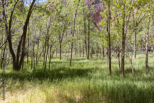 Looking over a field of tall grass with trees.