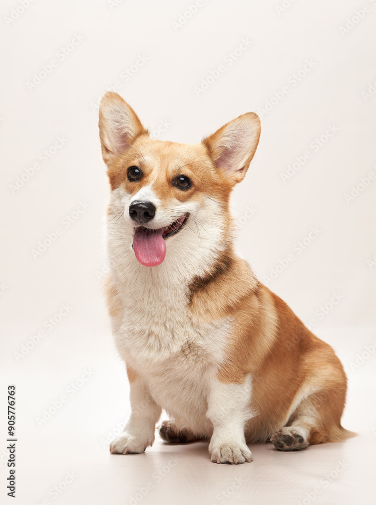 A Corgi sits elegantly against a soft background, its gaze fixed forward and tongue playfully out. The pose and expression showcase a blend of nobility and playful charm.