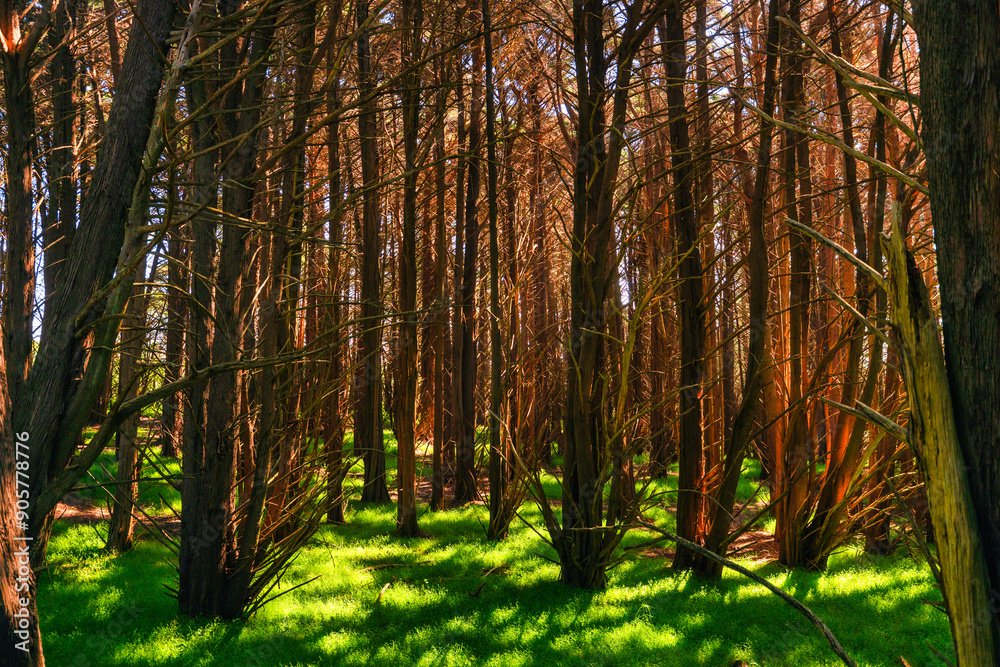 Obraz premium red wood forest outdoor nature summer