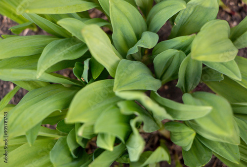 background of green leaves ramson. High quality photo