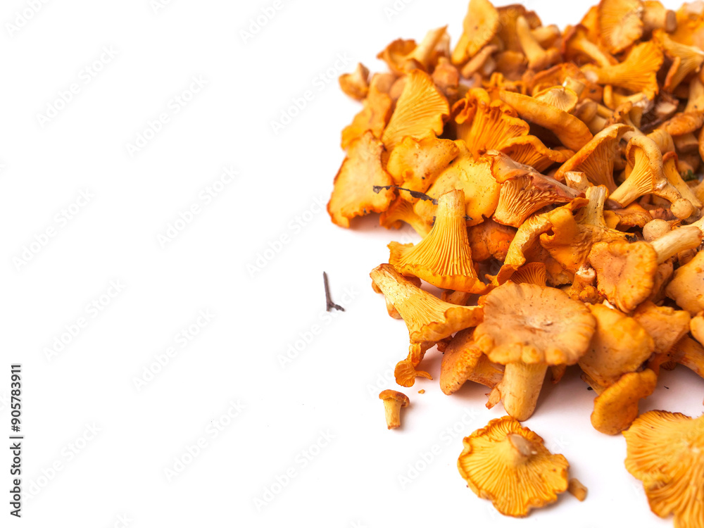 Pile of fresh golden color chanterelle mushrooms on white background. Raw wild product gathered in a forest for cooking. Nature organic seasonal food. Pile of fresh golden color chanterelle mushrooms on white background. Raw wild product gathered in a forest for cooking. Nature organic seasonal food.