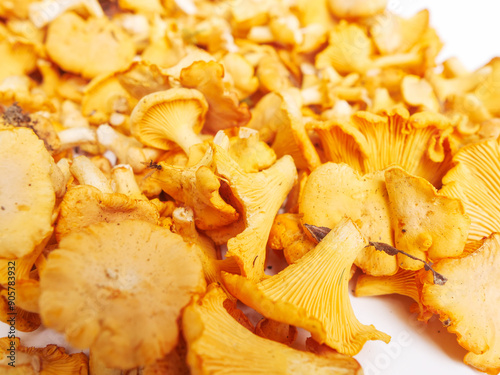 Pile of fresh golden color chanterelle mushrooms on white background. Raw wild product gathered in a forest for cooking. Nature organic seasonal food.