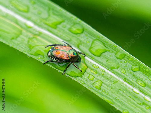 雨に濡れるマメコガネ
