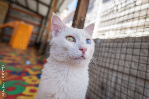 Quadro em tela Van cat, a famous cat breed with heterochromia