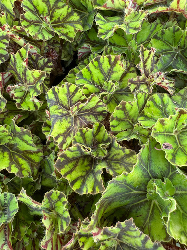 Begonia Rex