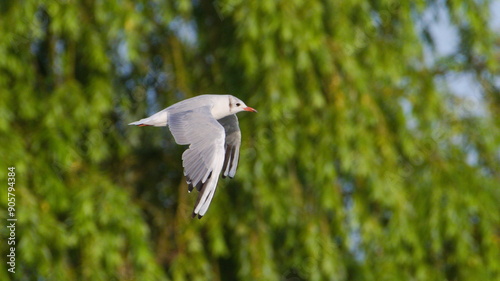 Chroicocephalus ridibundus aka Black-headed Gull is flying over the beach. Neusiedler see lake. Austria. photo