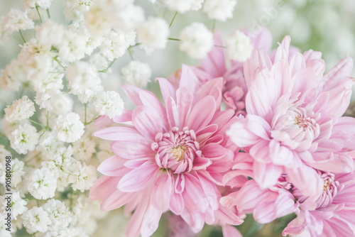 pink chrysanthemum flowers