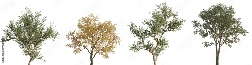 Set of 2 Fuchsia magellanica and 2 Gleditsia triacanthos trees isolated png in sunny daylight on a transparent background perfectly cutout Set of 2 Fuchsia magellanica and 2 Gleditsia triacanthos trees isolated png in sunny daylight on a transparent background perfectly cutout