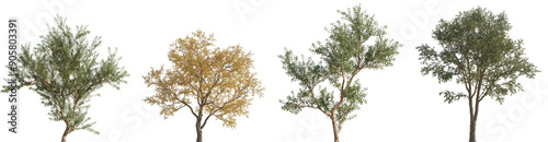 Set of 2 Fuchsia magellanica and 2 Gleditsia triacanthos trees isolated png in sunny daylight on a transparent background perfectly cutout photo