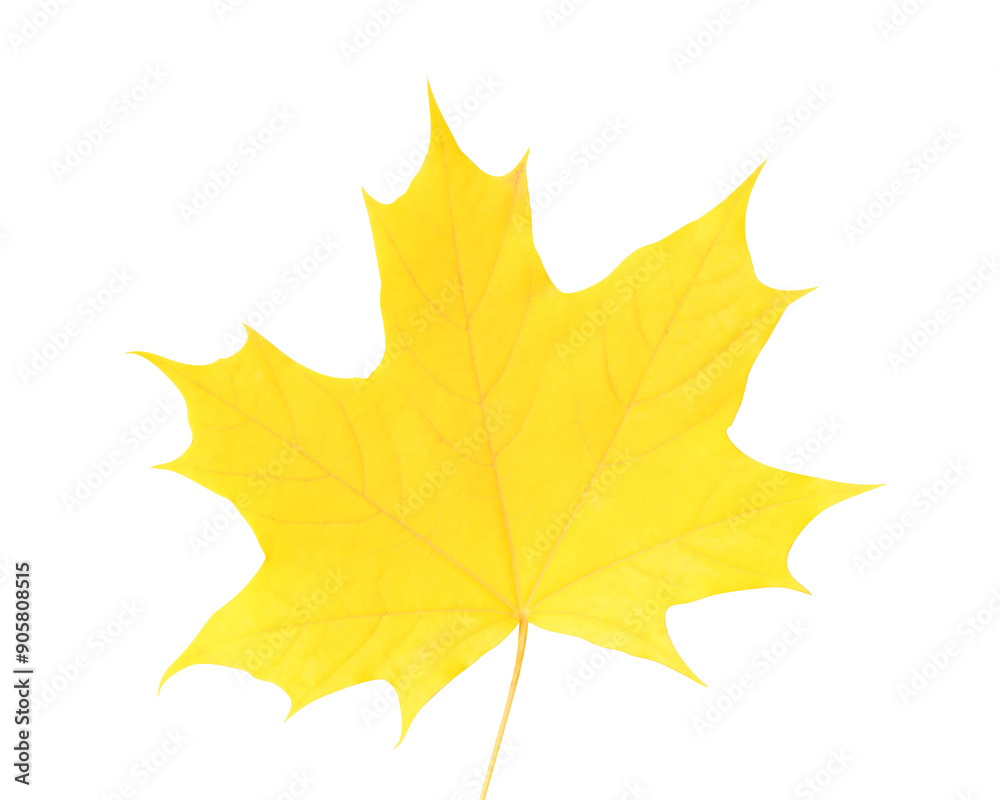 Yellow maple leaf on white background Yellow maple leaf on white background